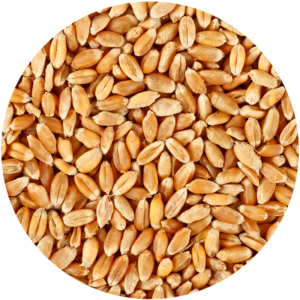 grano