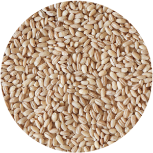orzo